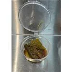 Indian Pickles 2 oz. 